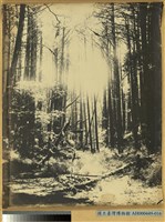 藏品(臺中州東勢郡番地八仙山扁柏林之景)的圖片
